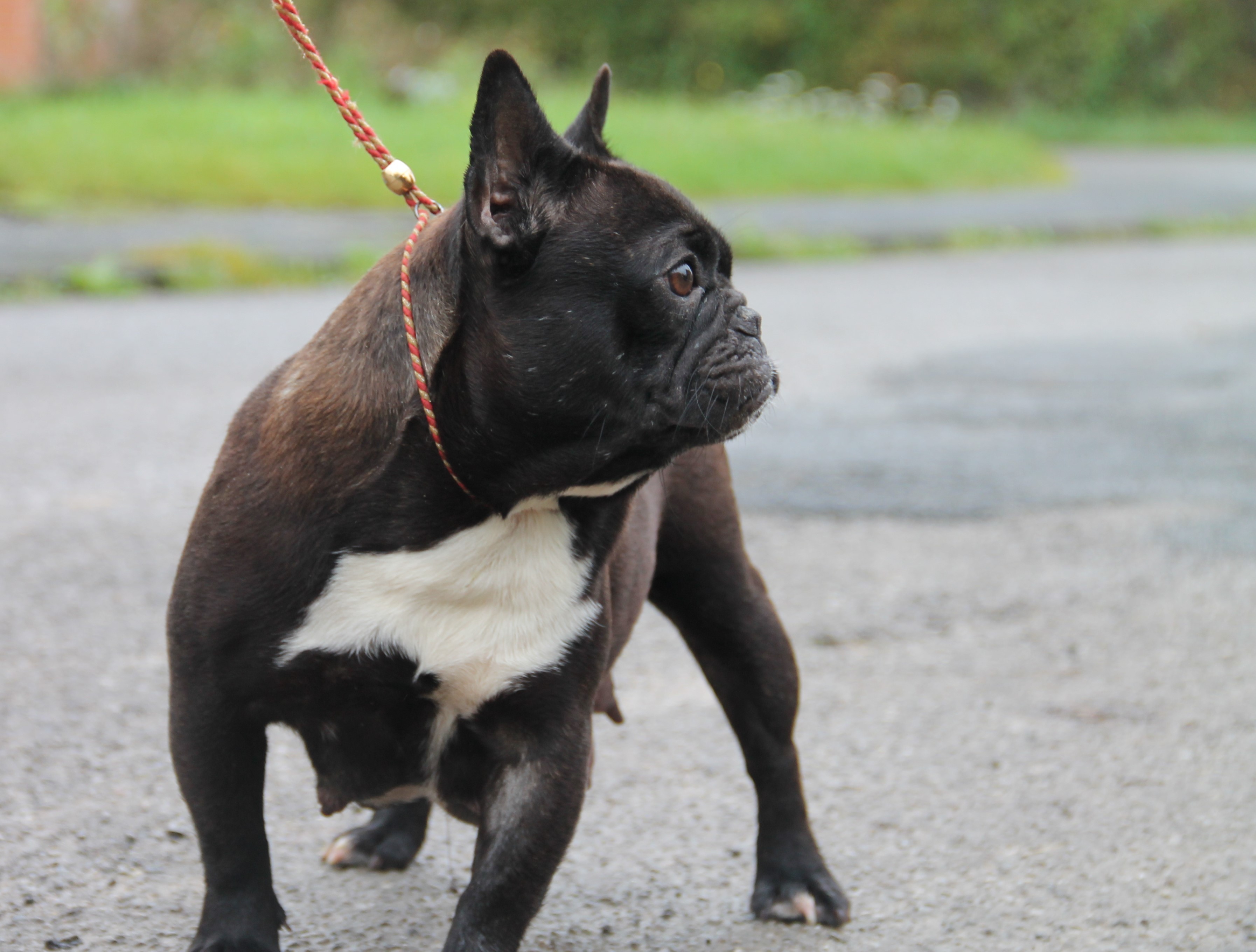 Les Bouledogue français de l'affixe du domaine des molosses