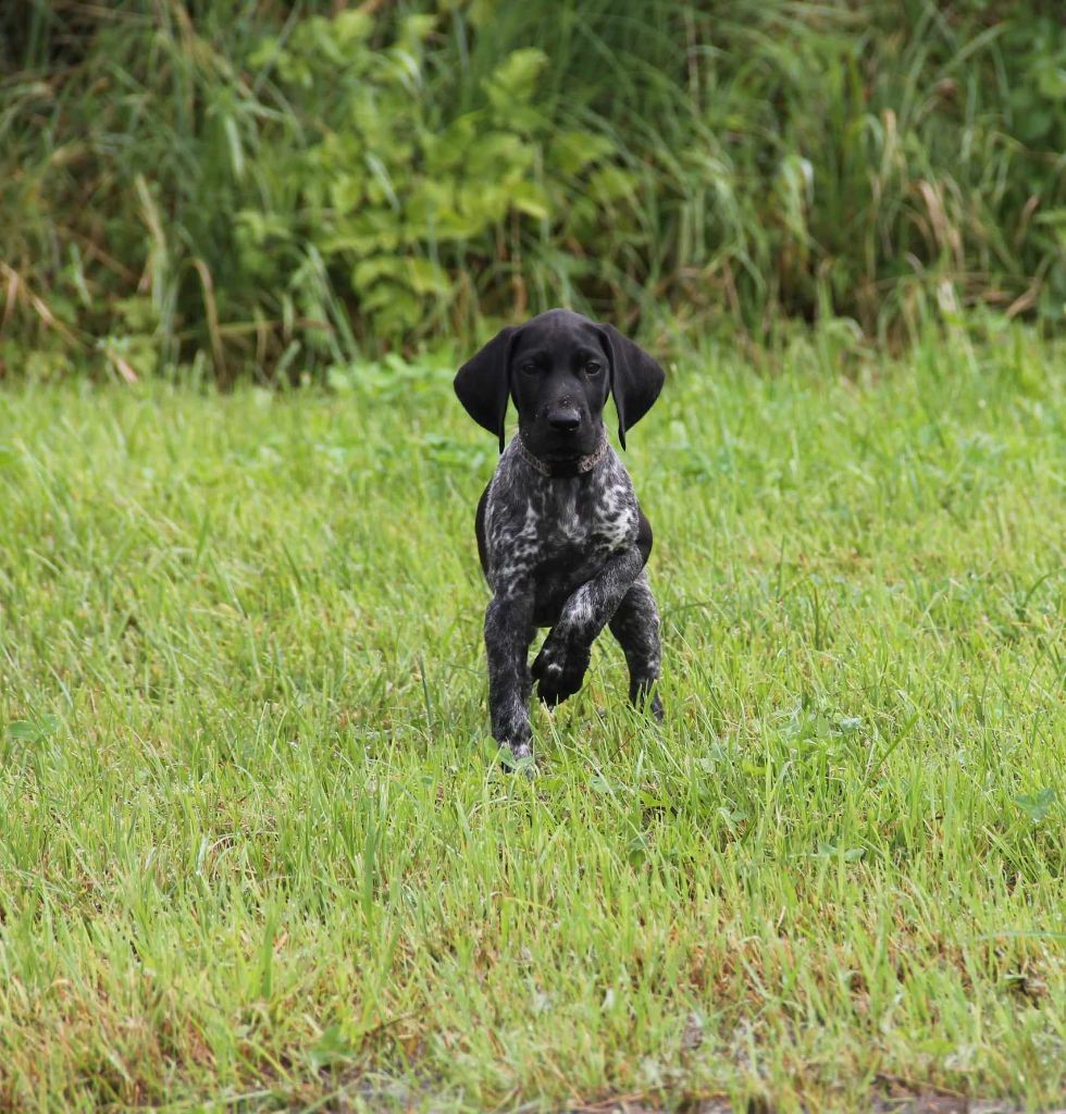 du domaine des molosses - Chiot disponible  - Braque allemand à poil court