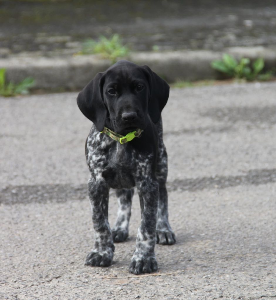 du domaine des molosses - Chiot disponible  - Braque allemand à poil court