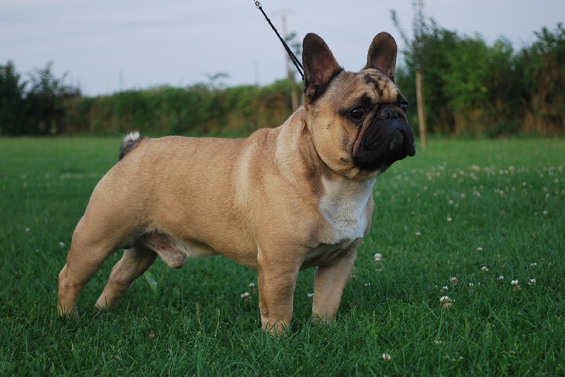 Casper du domaine des molosses