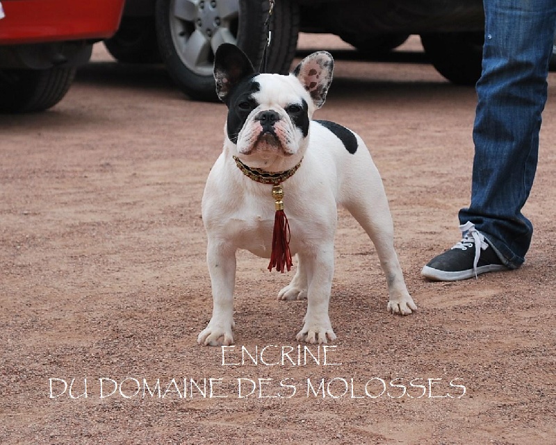 Encrine du domaine des molosses