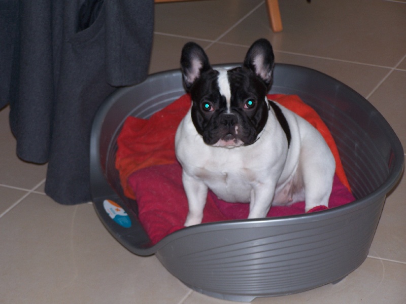 Ellie du domaine des molosses