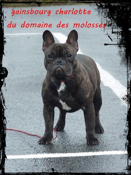 Gainsbourg charlotte du domaine des molosses