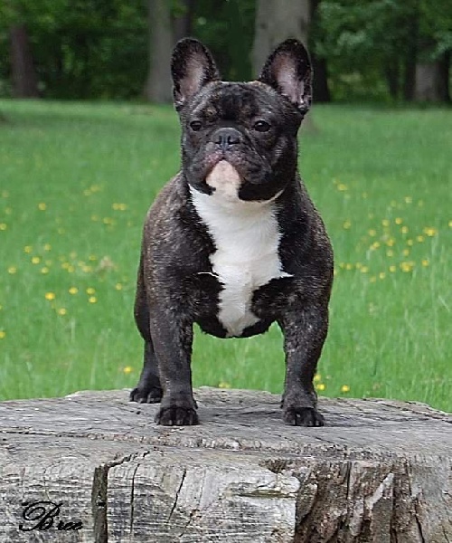 Garbo du domaine des molosses