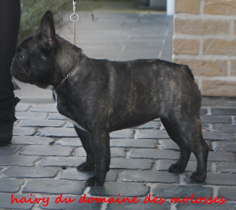 CH. Haivy du domaine des molosses