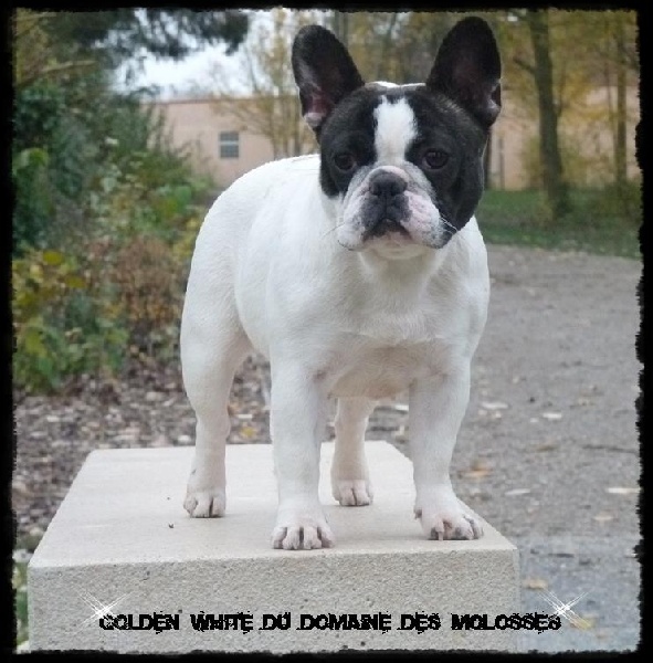 Golden white du domaine des molosses
