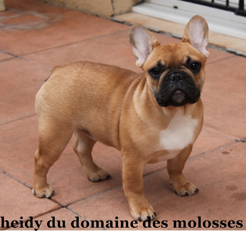 Heidy du domaine des molosses