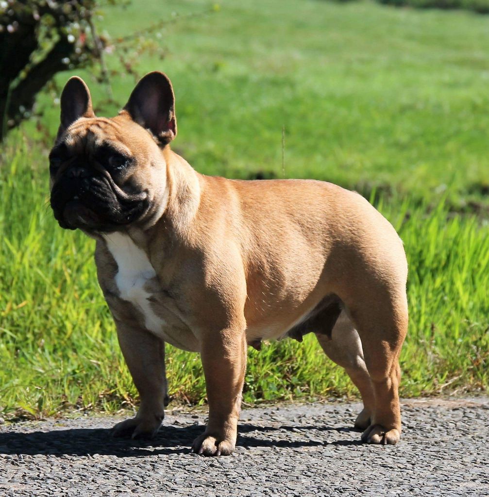 Loulou du domaine des molosses