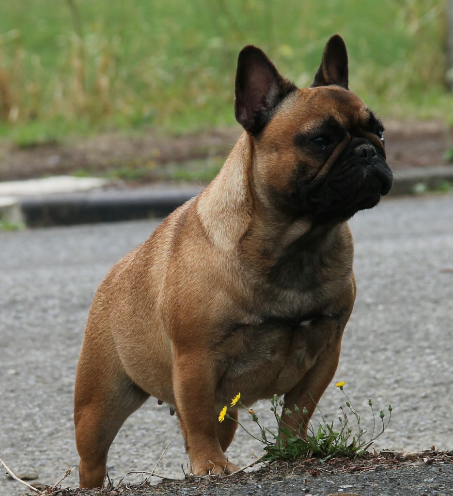 Nikita du domaine des molosses