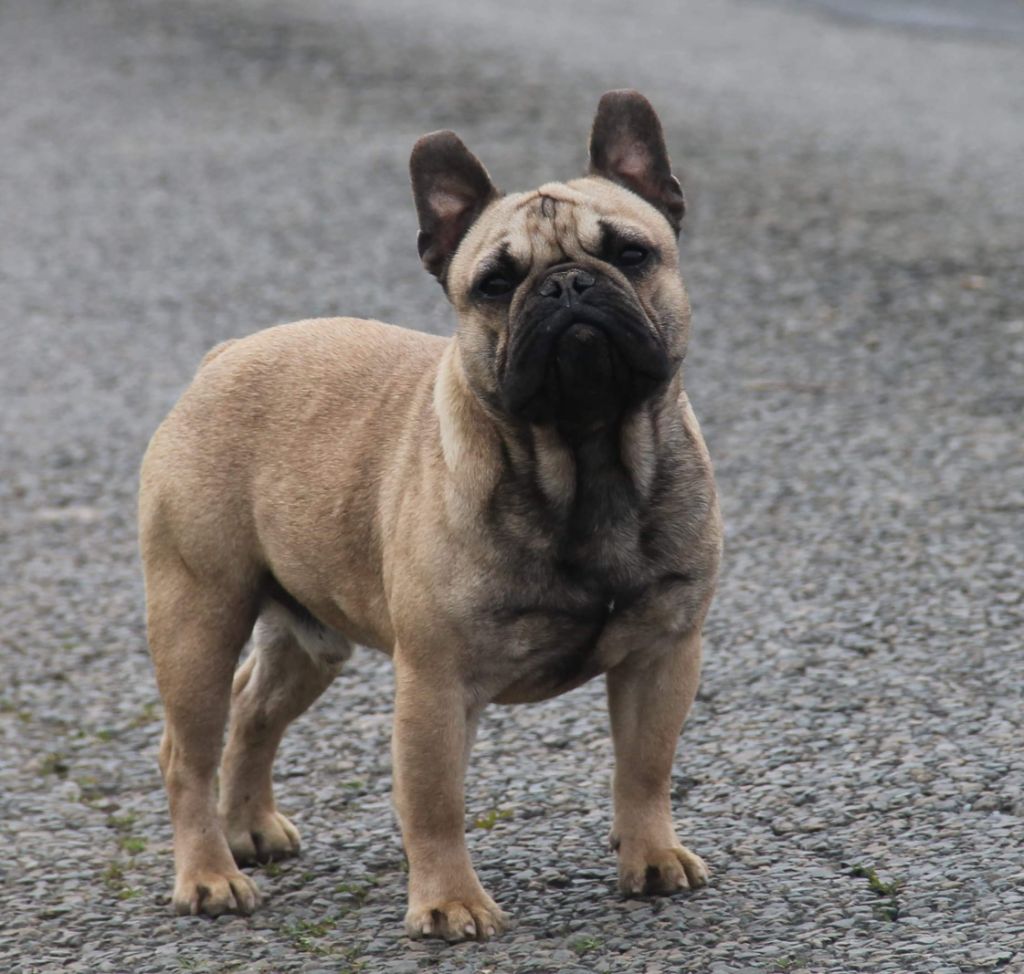 Gizmo celtis line
