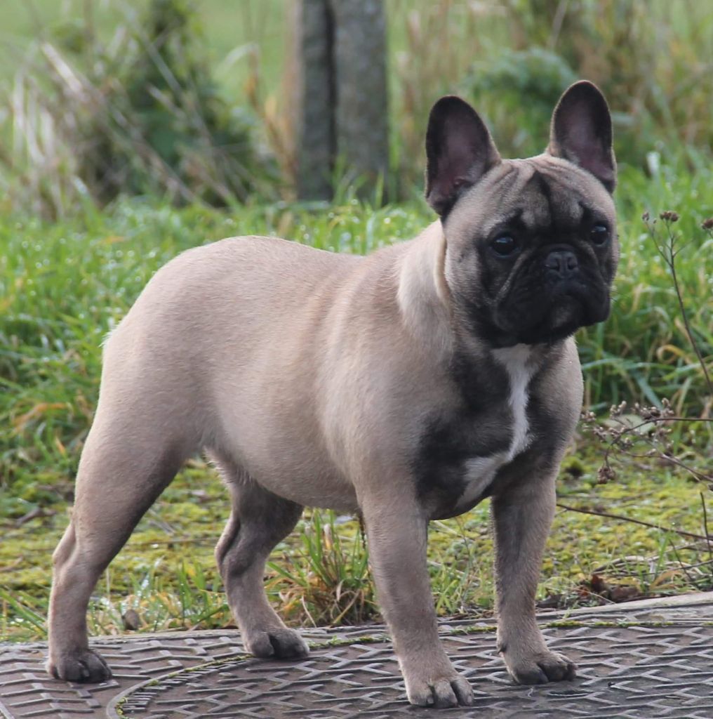 Ruby du domaine des molosses