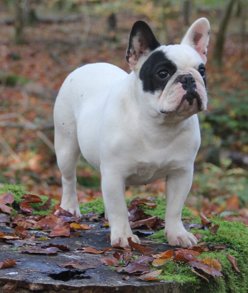Hanka my-gal-bull