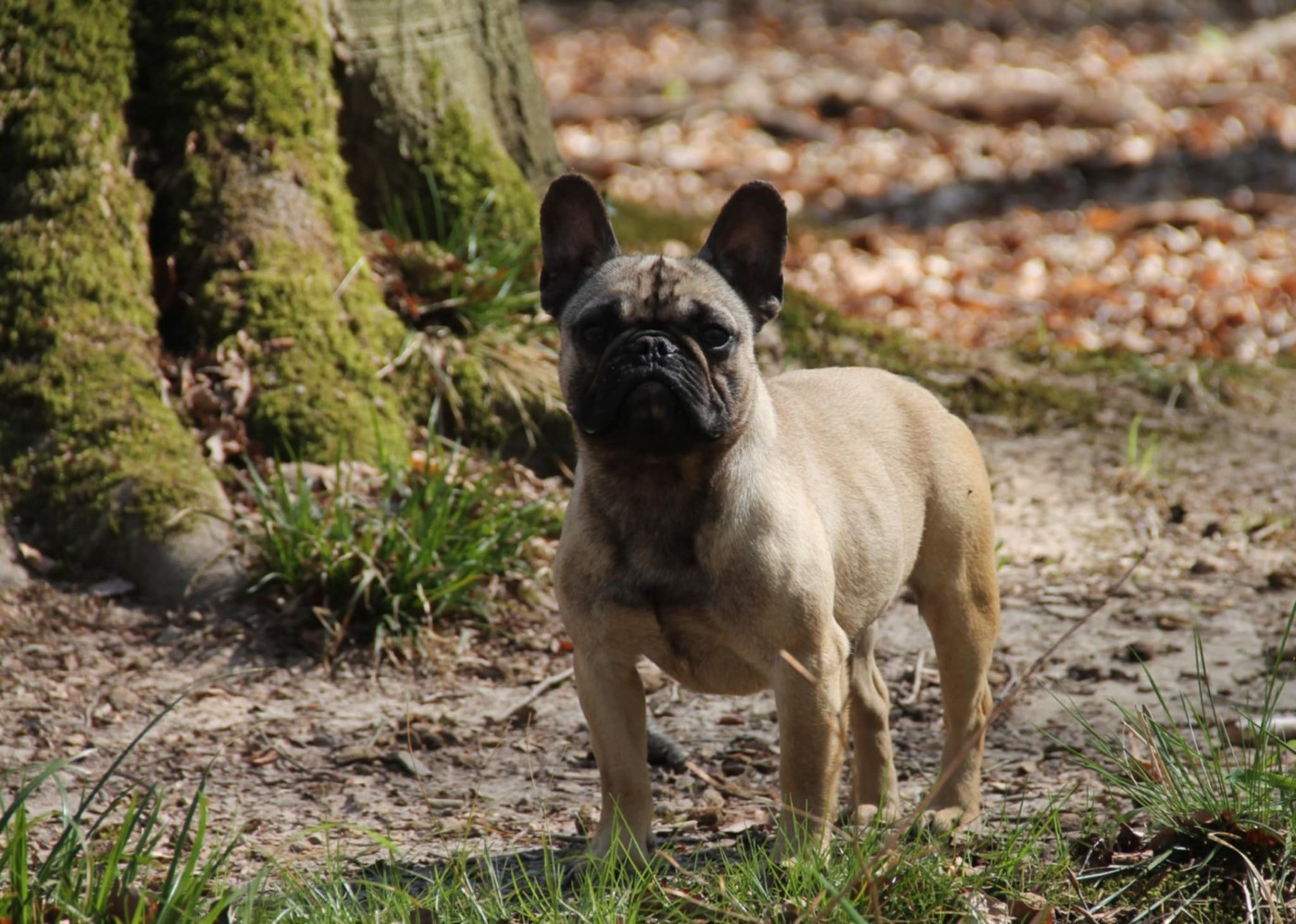 Uria du domaine des molosses