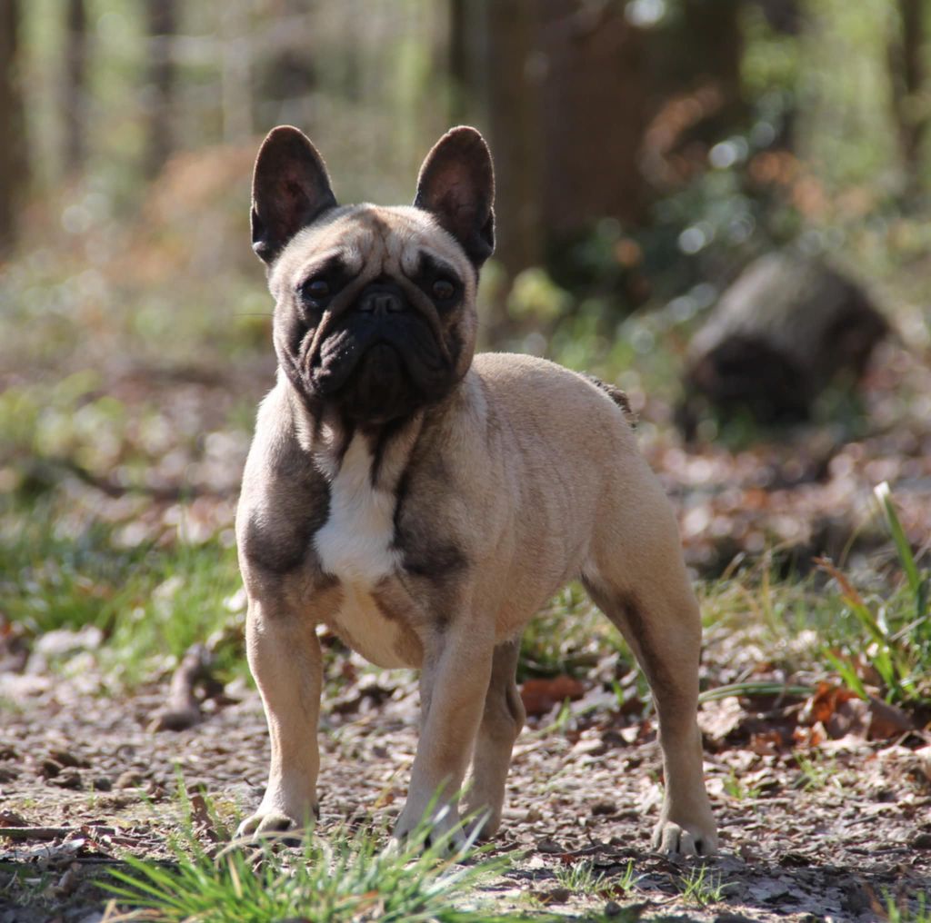 Urka du domaine des molosses