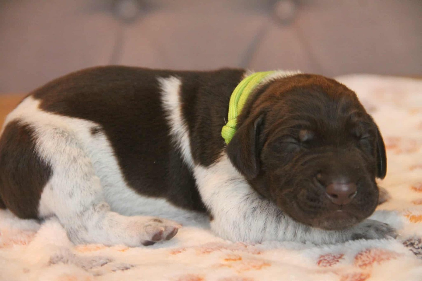 du domaine des molosses - Chiots disponibles