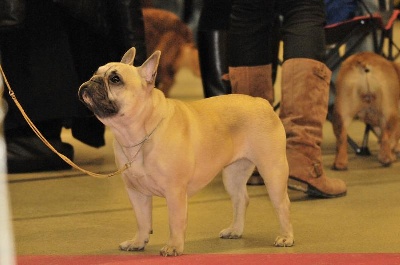 du domaine des molosses - PARIS DOG SHOW 2012