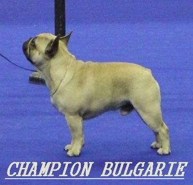 du domaine des molosses - IGOR CHAMPION DE BULGARIE 