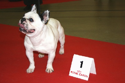 du domaine des molosses - EXPO SPECIALE DOG SHOW PARIS