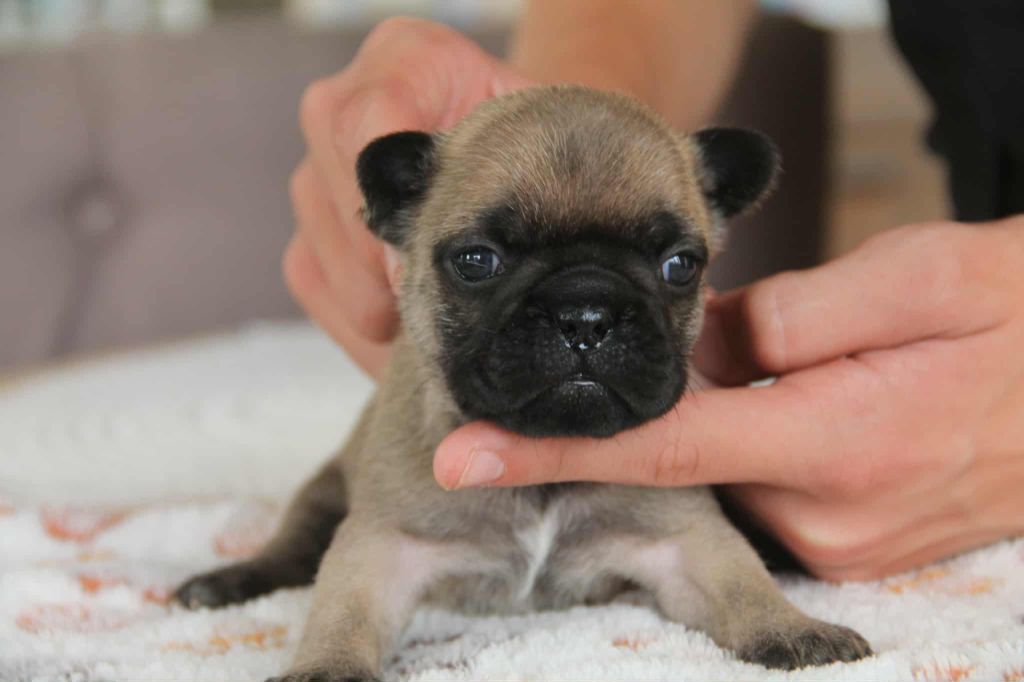 du domaine des molosses - Chiots disponibles - Bouledogue français