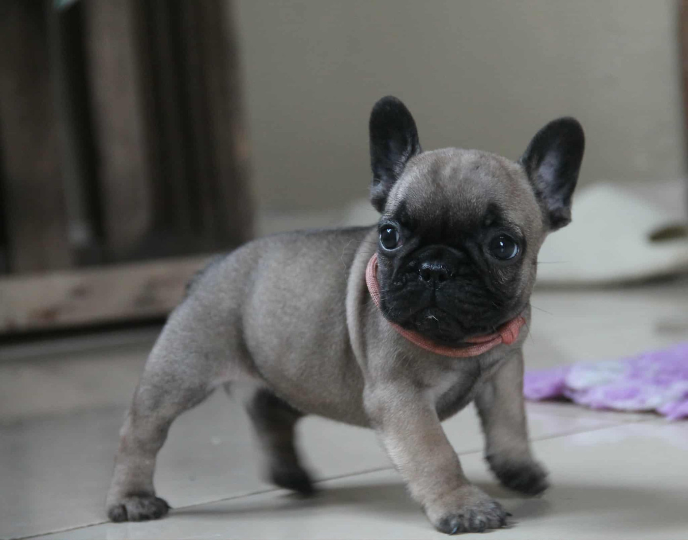 du domaine des molosses - Chiots disponibles - Bouledogue français