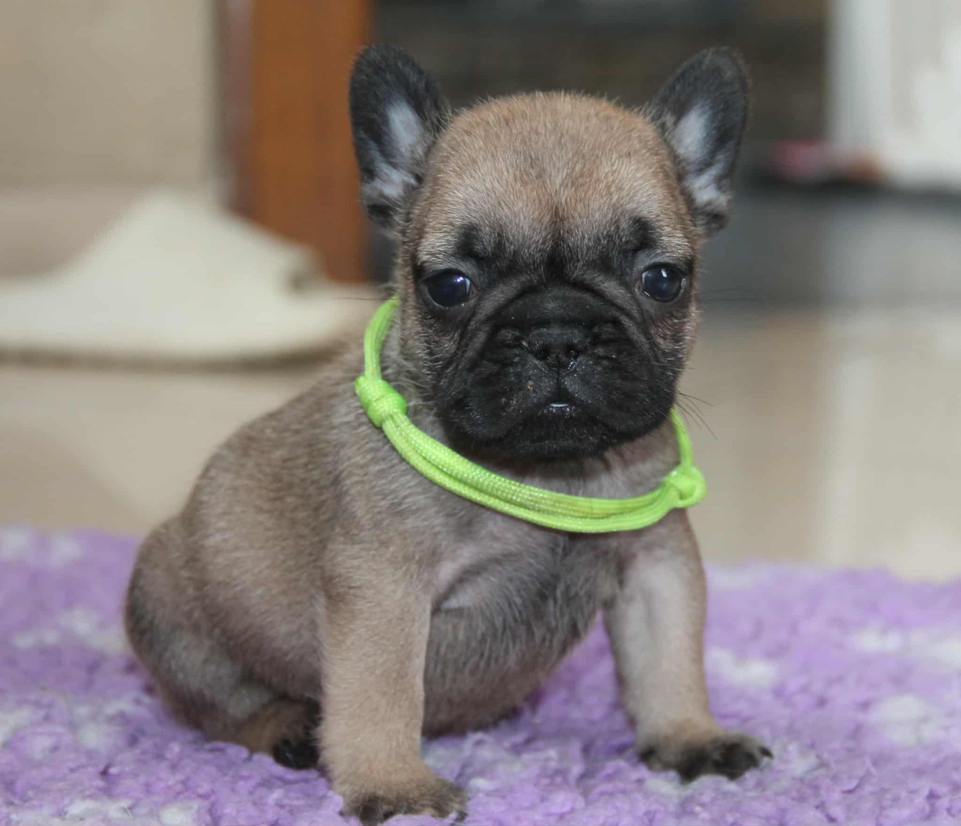 du domaine des molosses - Chiots disponibles - Bouledogue français