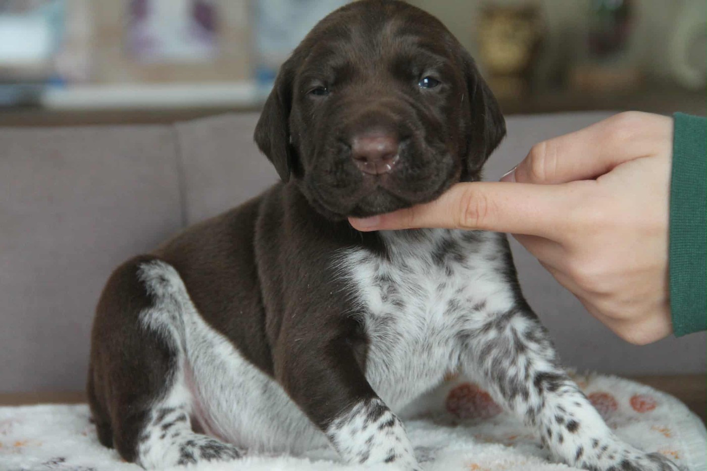 du domaine des molosses - Chiots disponibles - Braque allemand à poil court