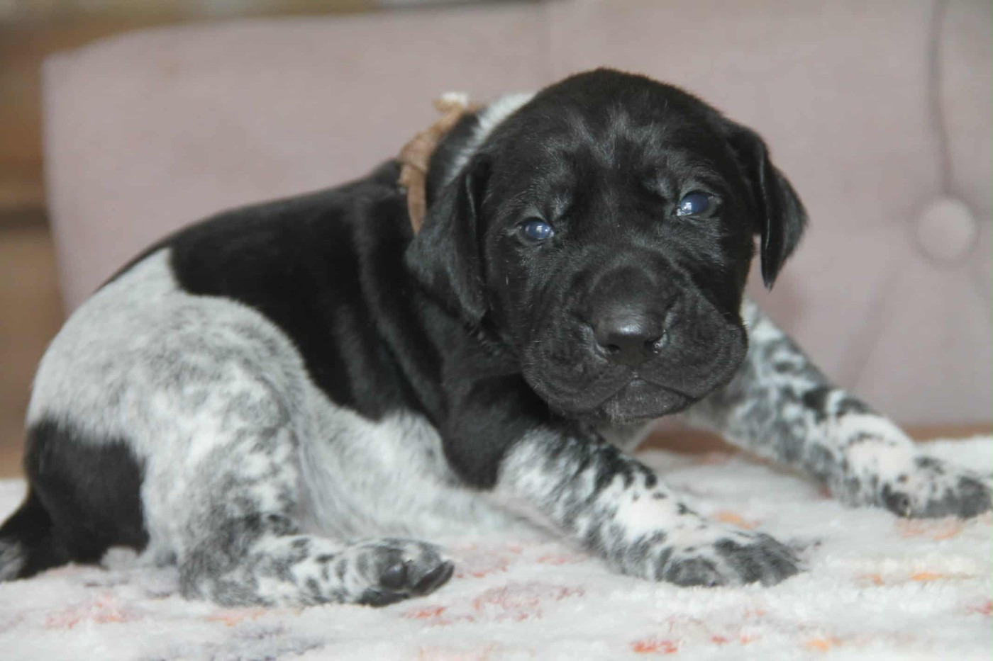 du domaine des molosses - Chiots disponibles - Braque allemand à poil court