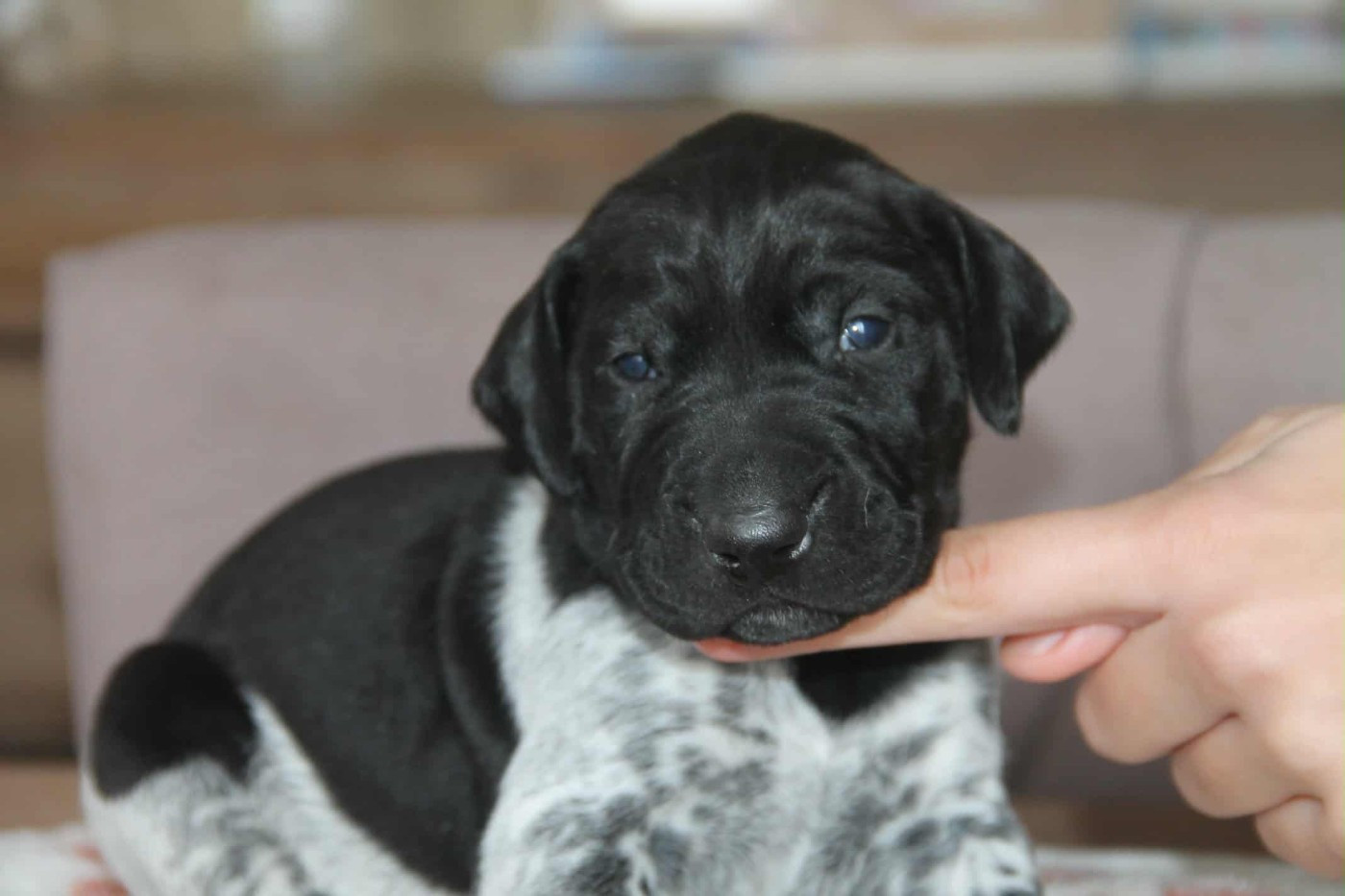 du domaine des molosses - Chiots disponibles - Braque allemand à poil court