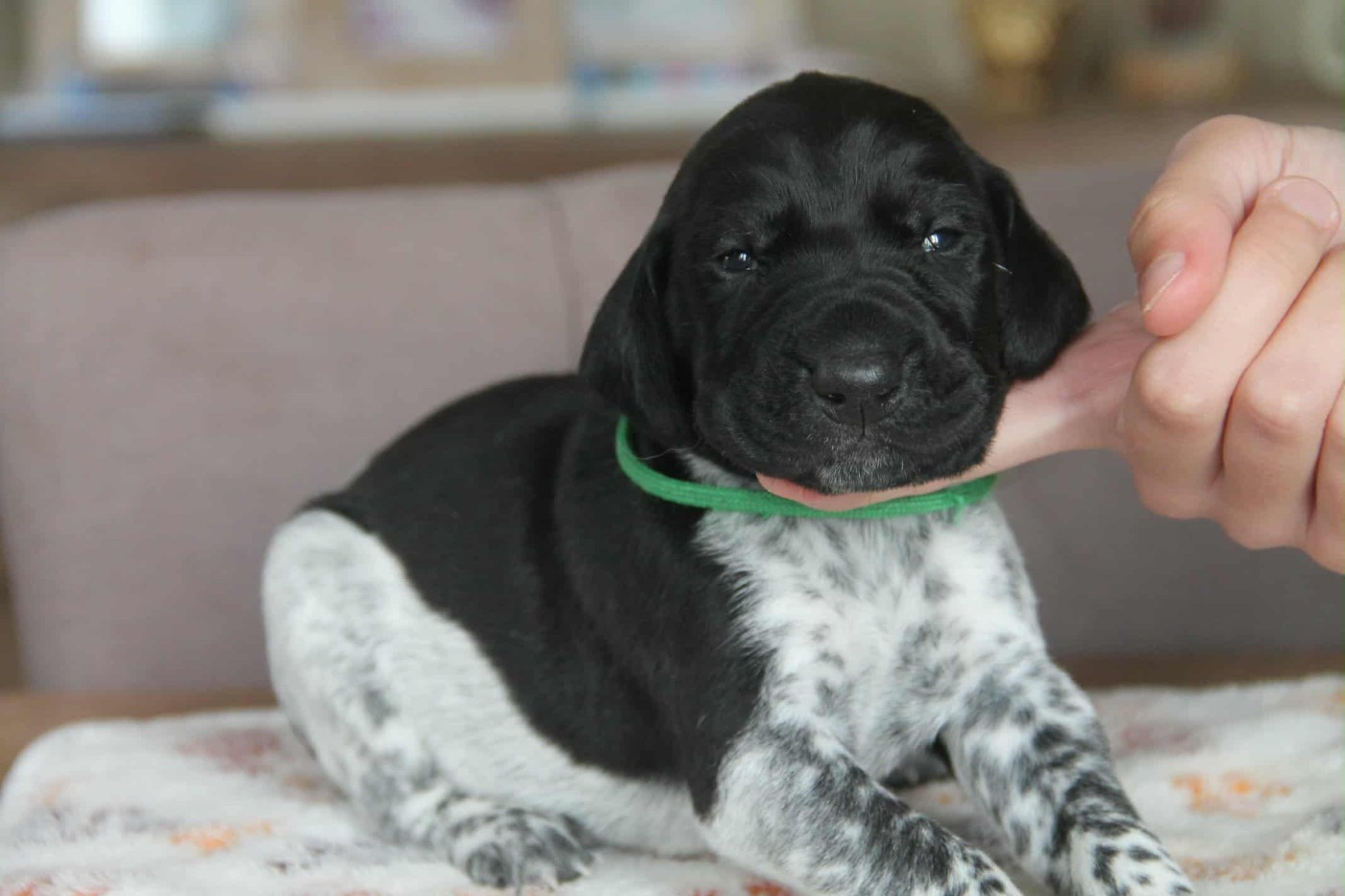 du domaine des molosses - Chiots disponibles - Braque allemand à poil court