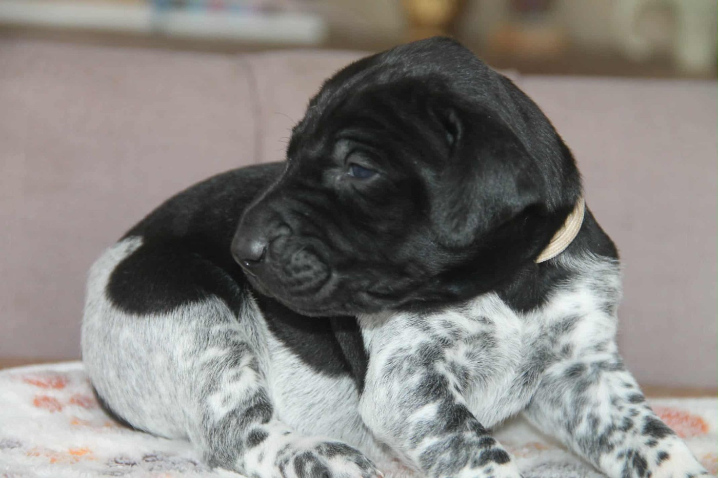 du domaine des molosses - Chiots disponibles - Braque allemand à poil court