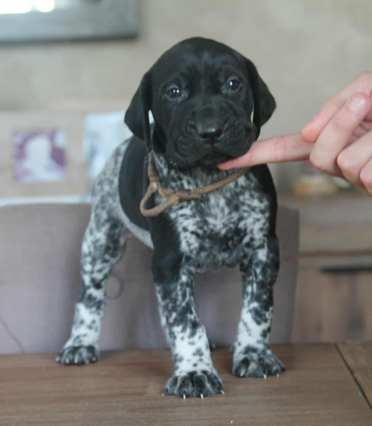 du domaine des molosses - Chiots disponibles - Braque allemand à poil court