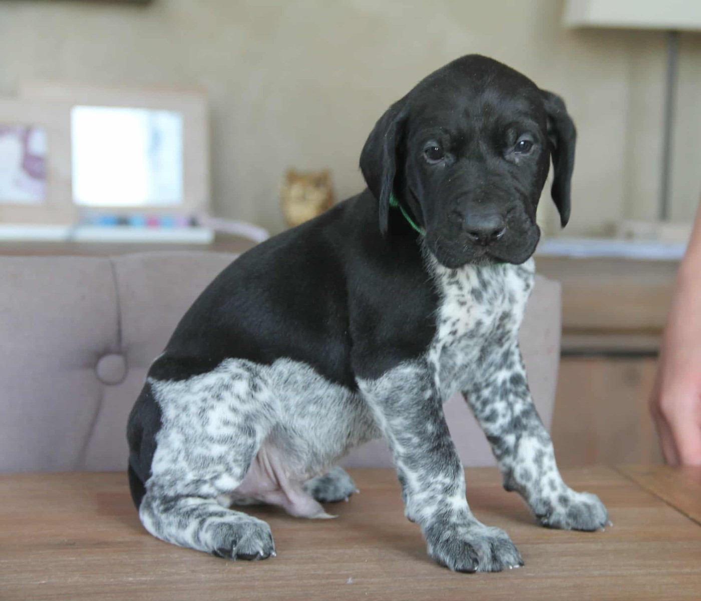 du domaine des molosses - Chiots disponibles - Braque allemand à poil court