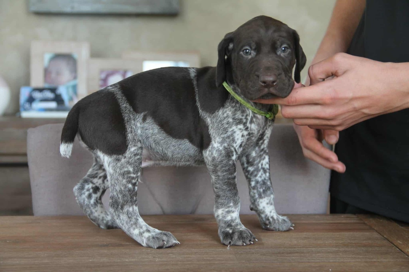 du domaine des molosses - Chiots disponibles - Braque allemand à poil court