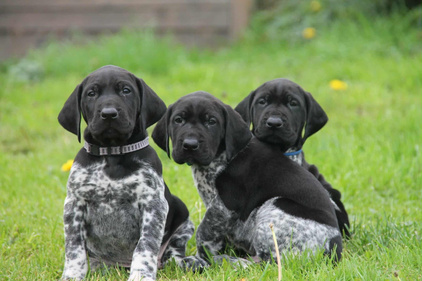 du domaine des molosses - Braque allemand à poil court - Portée née le 03/10/2025