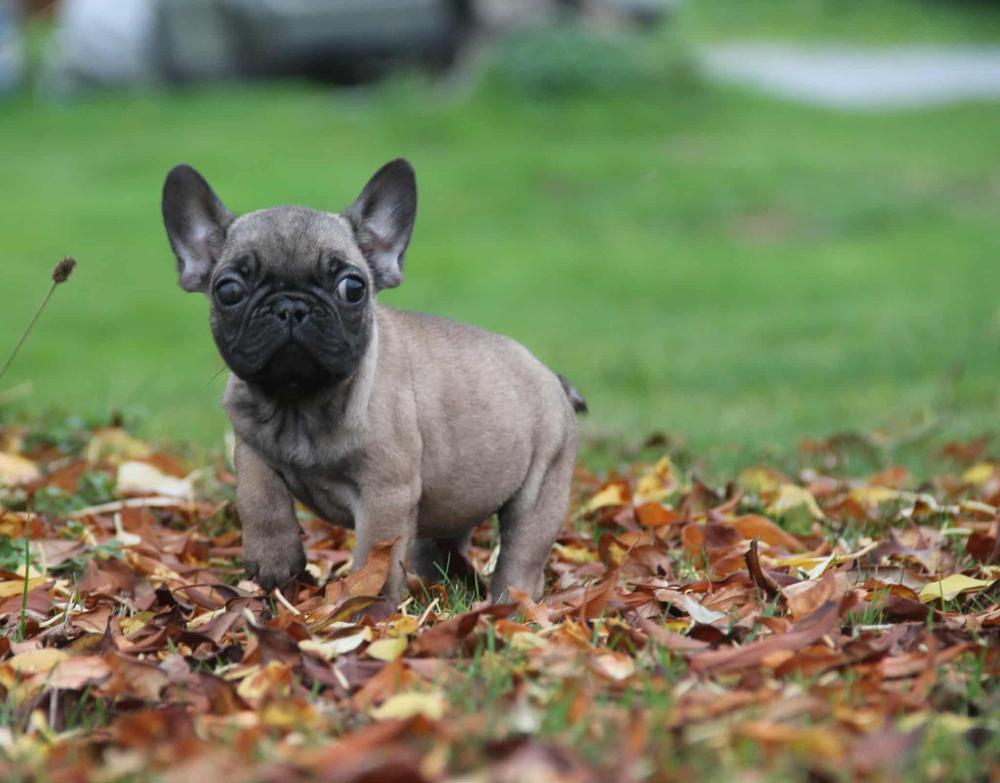 du domaine des molosses - Chiots disponibles - Bouledogue français