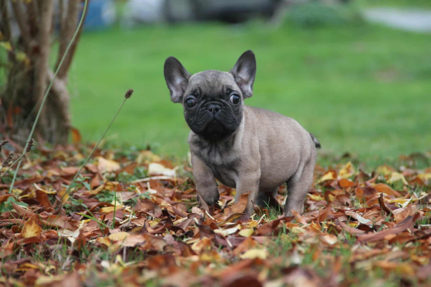 Chiot Bouledogue français du domaine des molosses