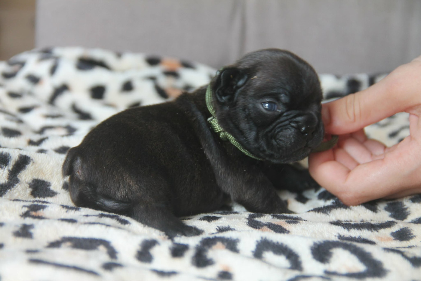 du domaine des molosses - Chiots disponibles - Bouledogue français