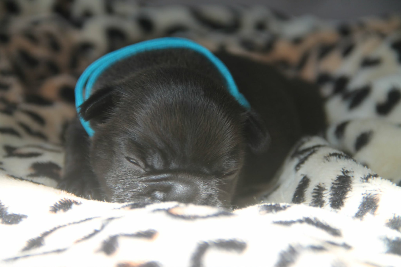 du domaine des molosses - Chiots disponibles - Bouledogue français