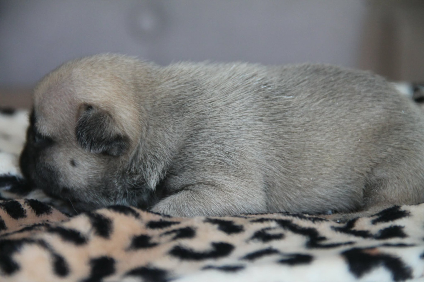 du domaine des molosses - Chiots disponibles - Bouledogue français