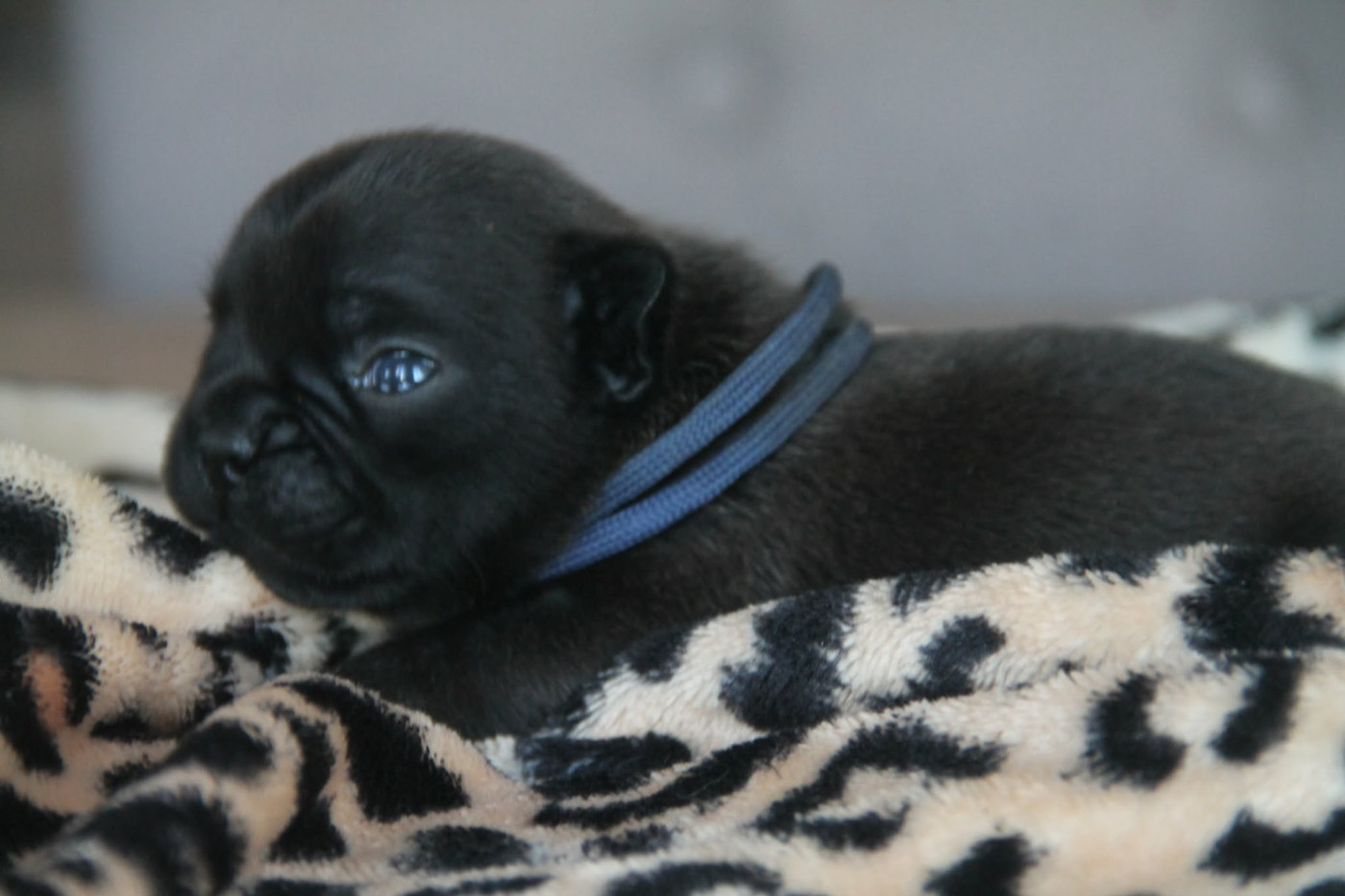 du domaine des molosses - Chiots disponibles - Bouledogue français