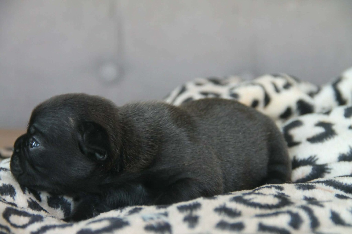 du domaine des molosses - Chiots disponibles - Bouledogue français
