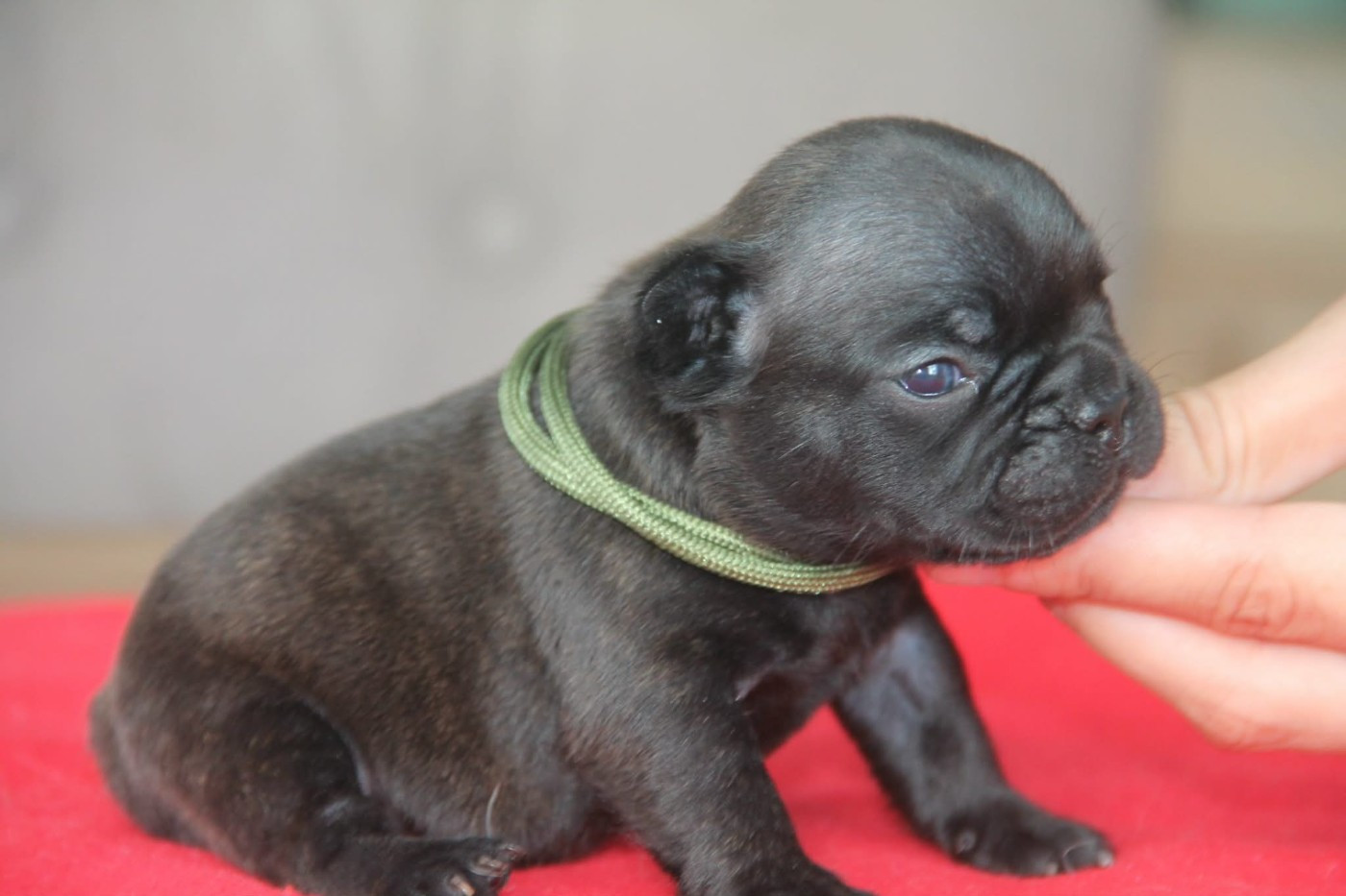 du domaine des molosses - Chiots disponibles - Bouledogue français
