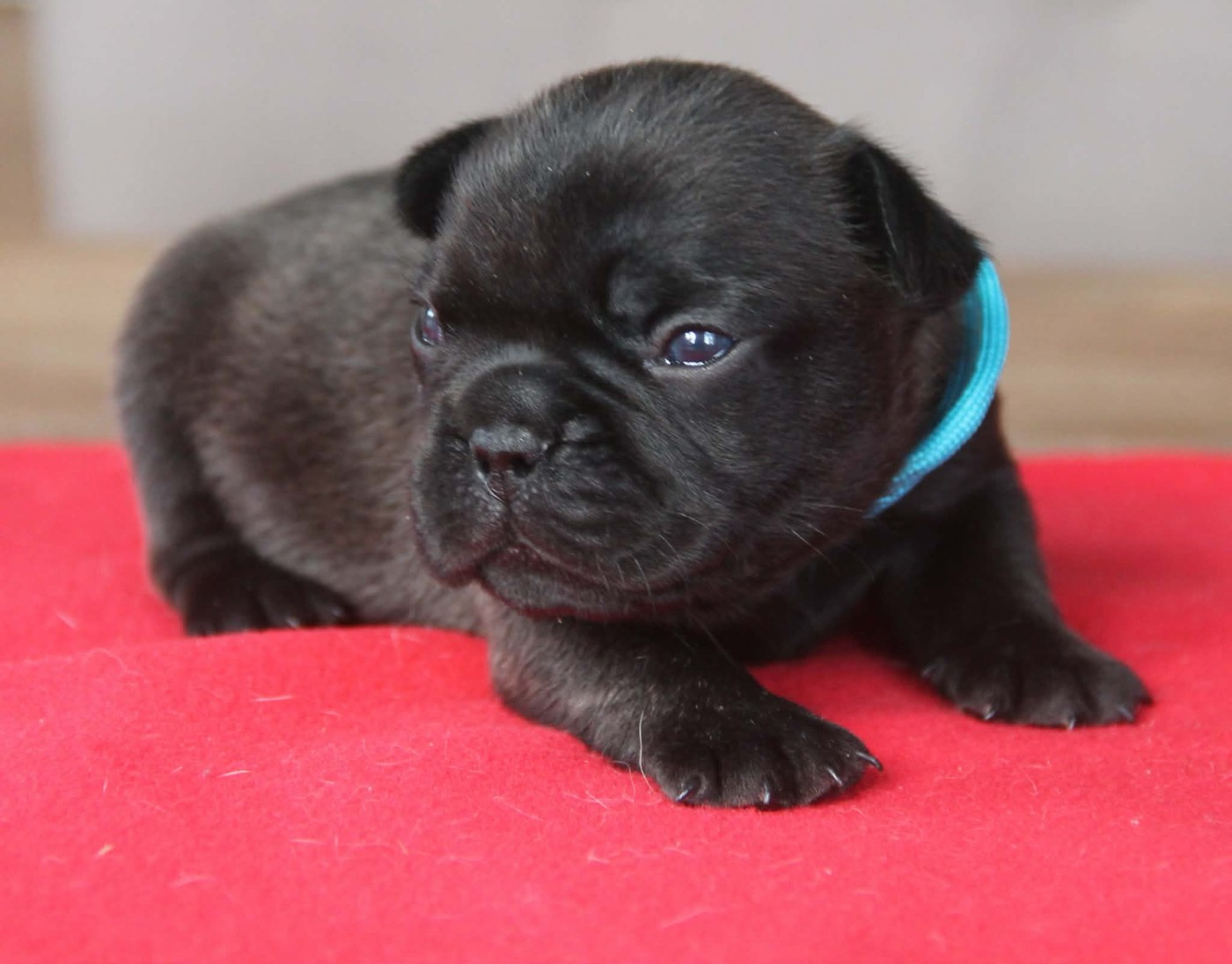 du domaine des molosses - Chiots disponibles - Bouledogue français