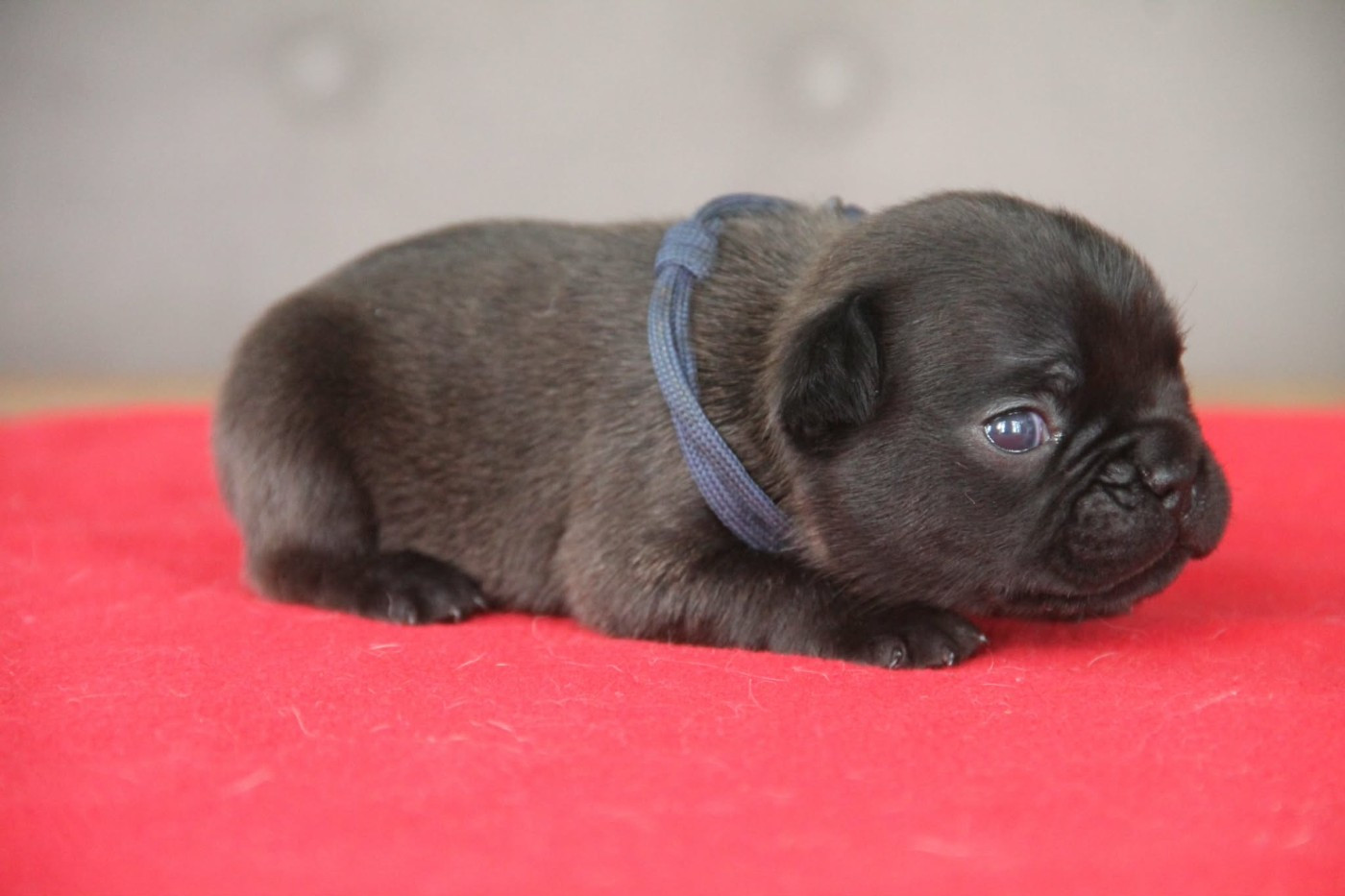 du domaine des molosses - Chiots disponibles - Bouledogue français