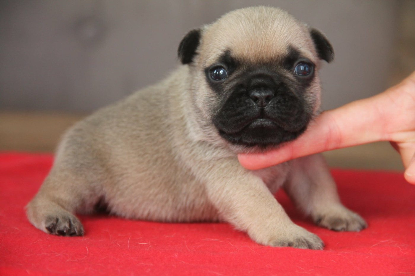 du domaine des molosses - Chiots disponibles - Bouledogue français