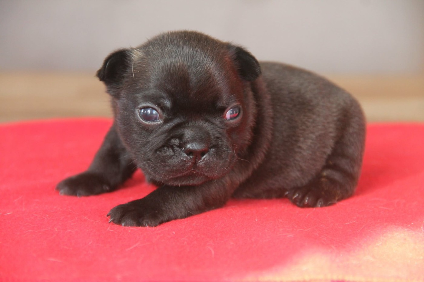 du domaine des molosses - Chiots disponibles - Bouledogue français