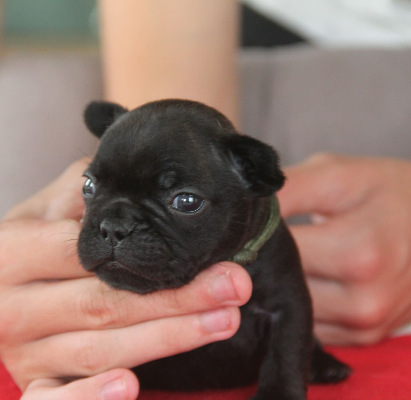 du domaine des molosses - Chiots disponibles - Bouledogue français