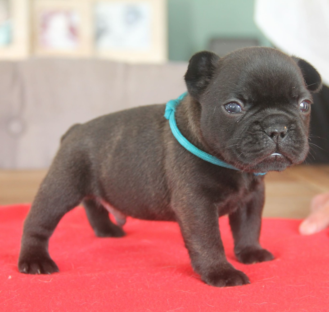 du domaine des molosses - Chiots disponibles - Bouledogue français
