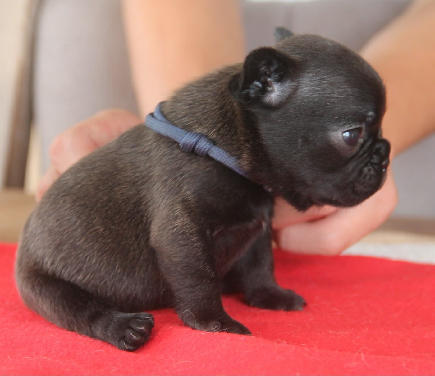du domaine des molosses - Chiots disponibles - Bouledogue français
