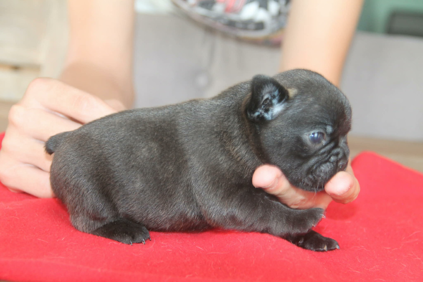 du domaine des molosses - Chiots disponibles - Bouledogue français